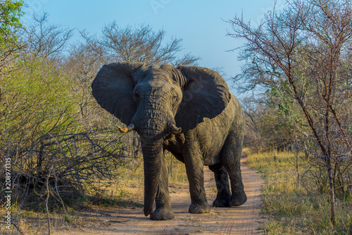 Elefante en Africa
