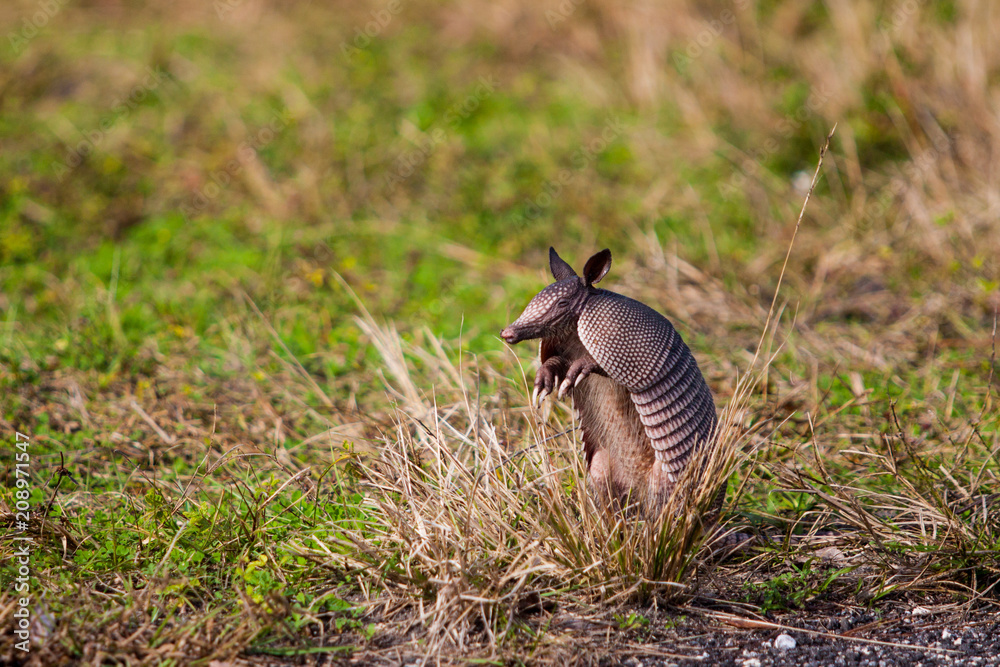 Armadillo Armadillo