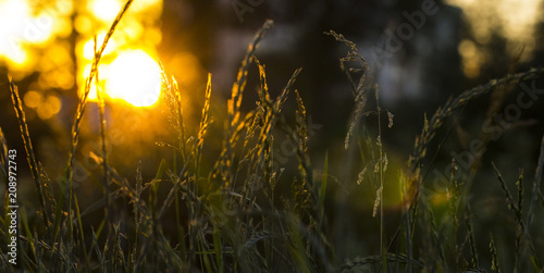 Grass on a meadow in the rays of sunset.