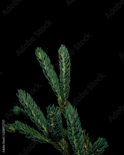 Spruce Tree Needles on Dark Black Background