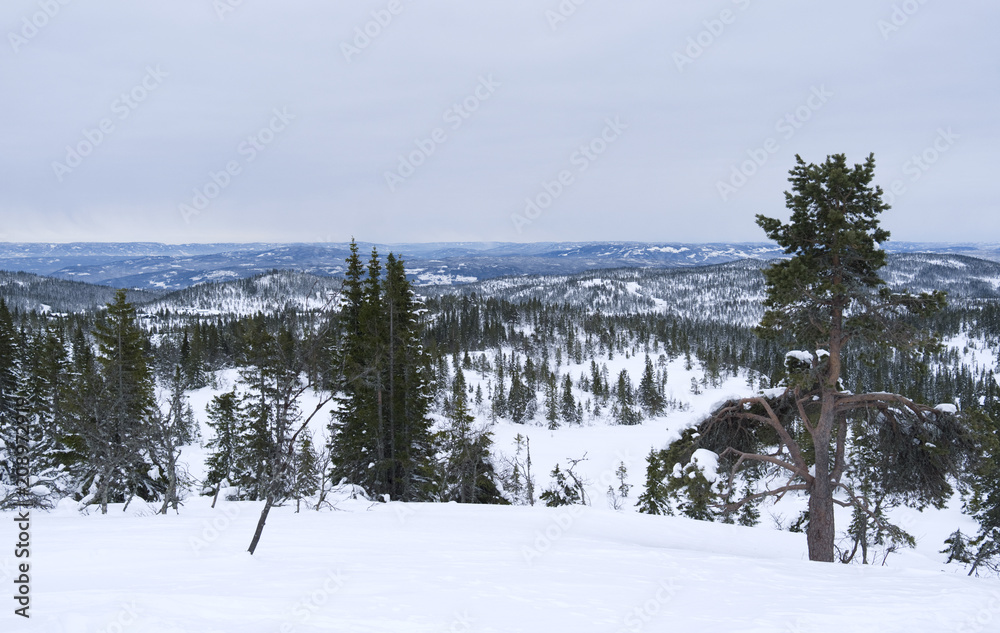 Norefjell / Norway: View from Kjaerleikshaugen over the wintry landscape to the west Norefjell / Norway: View from Kjaerleikshaugen over the wintry landscape to the west