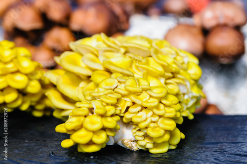 Pleurotus Cornicopiae (Golden Oysters) comprising clusters of small to medium size yellow edible mushrooms. photo