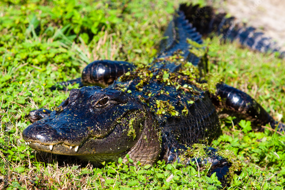 Fototapeta premium Alligator 