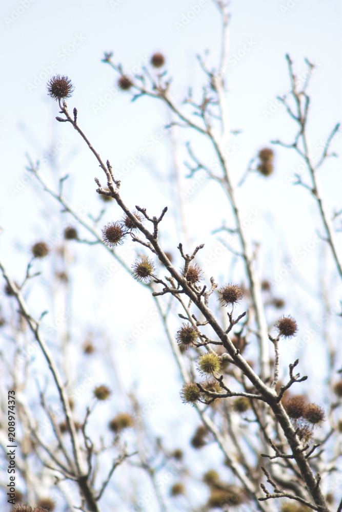 Background image of a Maple Tree in winter with seed pods and no leaves