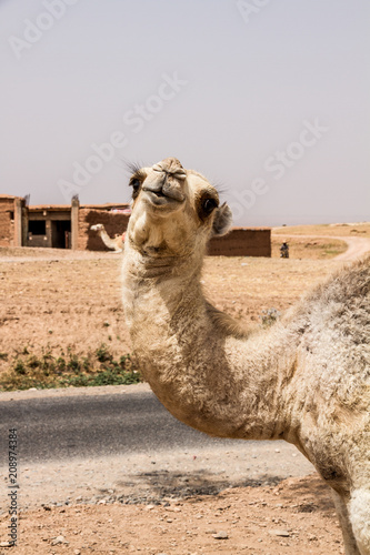 Camel