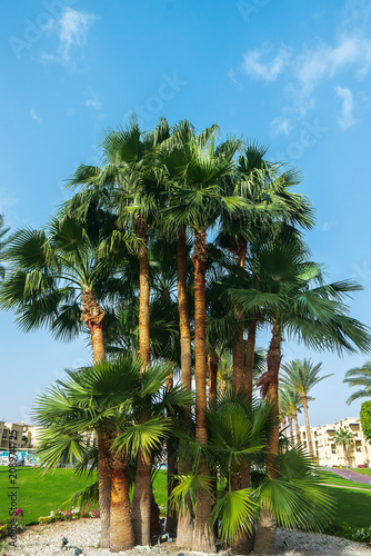 palms against the blue sky © Igor