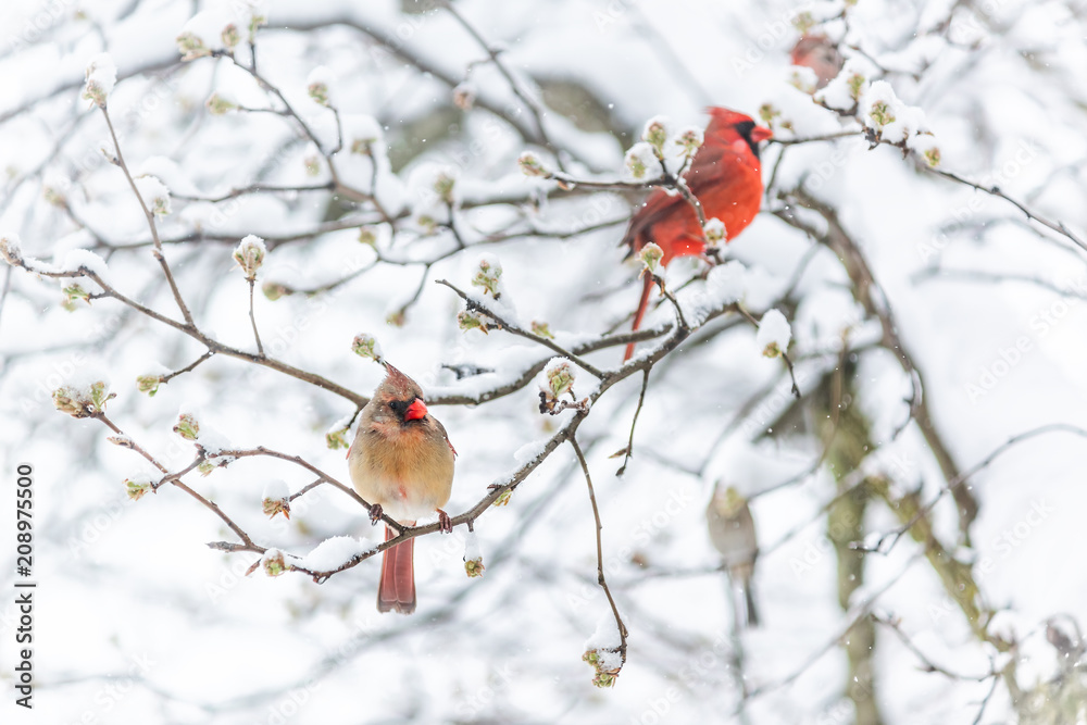 Two red northern cardinal, Cardinalis, birds couple perched on tree branch during heavy winter colorful in Virginia, snow flakes falling Two red northern cardinal, Cardinalis, birds couple perched on tree branch during heavy winter colorful in Virginia, snow flakes falling