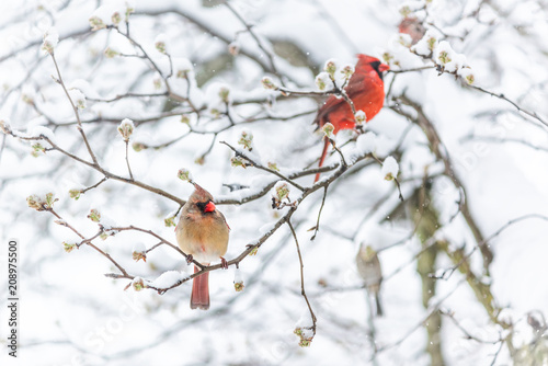 Photography Two red northern cardinal, Cardinalis, birds couple perched on tree branch durin