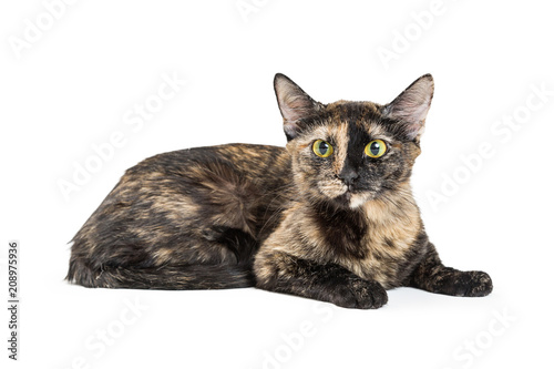 Fotografie Pretty Tortoiseshell Cat Isolated on White