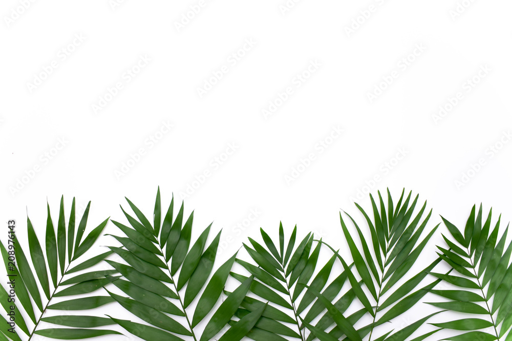 Green palm leafs isolated on white background