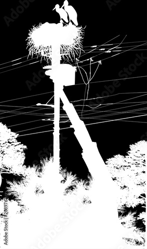 white storks in nest on electrical pylon