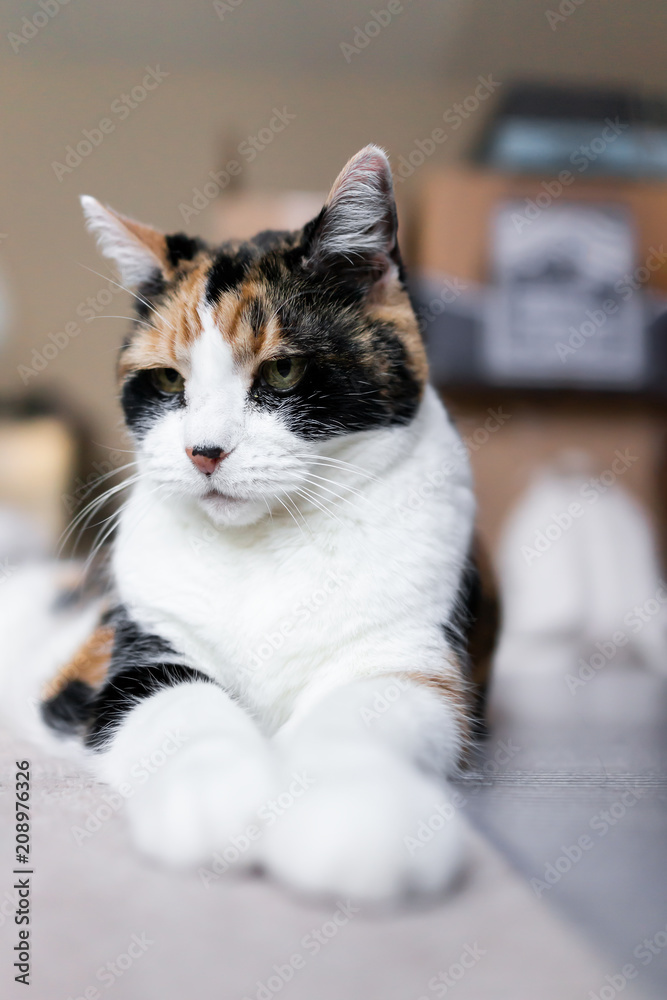 Closeup of one sad calico cat lying down on floor in room with sad eyes looking down unhappy vertical angry Closeup of one sad calico cat lying down on floor in room with sad eyes looking down unhappy vertical angry
