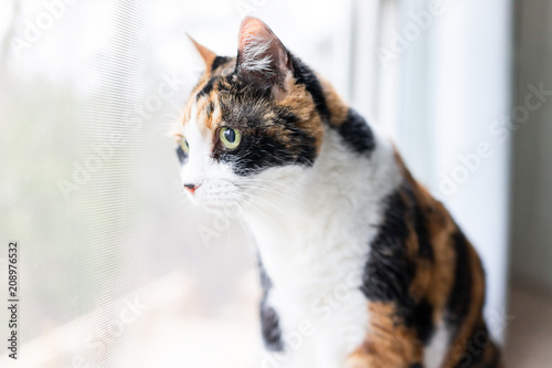 Female cute curious calico cat closeup of face sitting on windowsill window sill looking staring behind curtains blinds outside