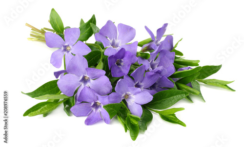 Bouquet of blue periwinkle with green leaves isolated on white background. Vinca minor