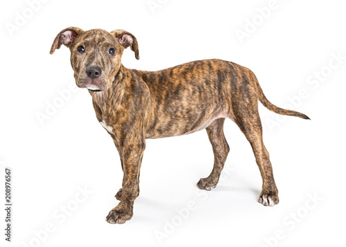 Shy Brindlw Terrier Mix Puppy Facing Side