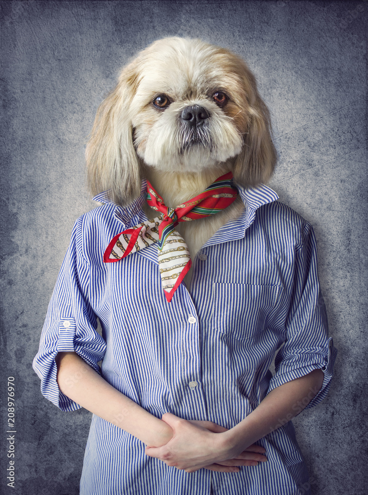 Cute dog shih tzu portrait, wearing human clothes, on vintage ...