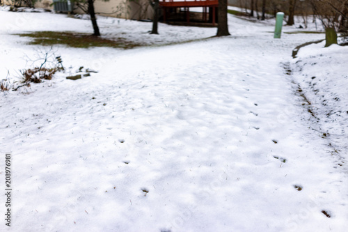 Fox or dog tracks closeup in backyard of house on snow covered ground after blizzard white storm winter in Virginia landscape suburb