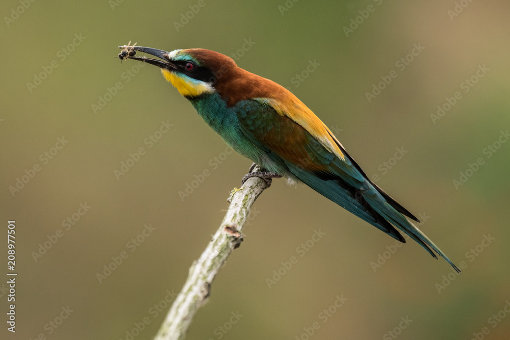 Fototapeta premium bee-eaters, Merops apiaster, sits on a branch, Bienenfresser