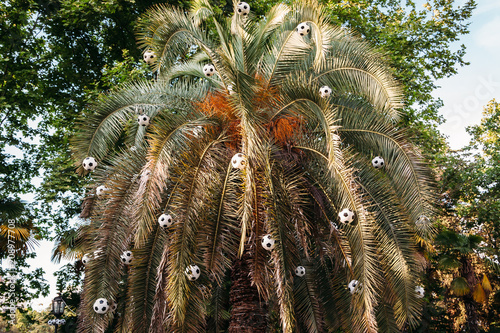 decoration of soccer balls on the branches of a palm tree in the park