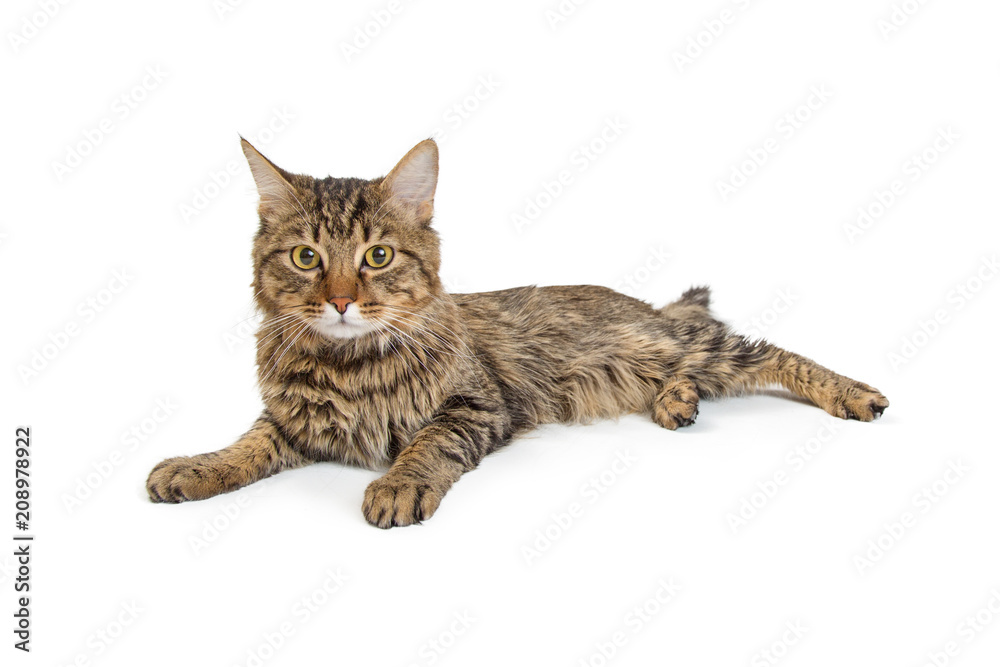 Fototapeta premium Young Tabby Cat Looking Forward - Isolated