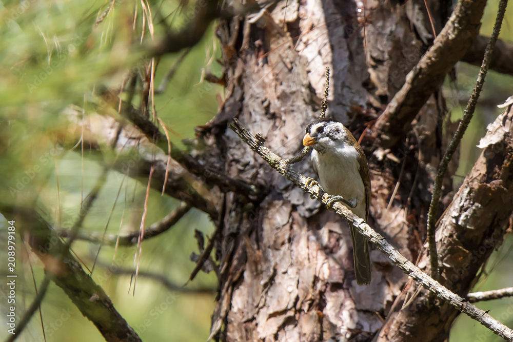 Black-headed Parrotbill (Psittiparus margaritae) Black-headed Parrotbill (Psittiparus margaritae)