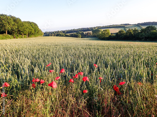 Poppies in field, Sarratt, Hertfordshire, UK