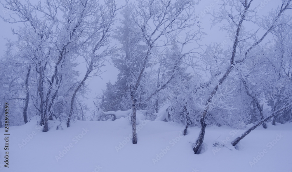 Norefjell / Norway: Bizarre trees in the mystic winter landscape in the fjell region on a foggy day in February Norefjell / Norway: Bizarre trees in the mystic winter landscape in the fjell region on a foggy day in February