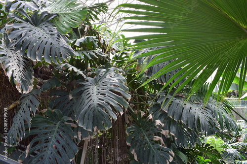 jardin des plantes de lille 