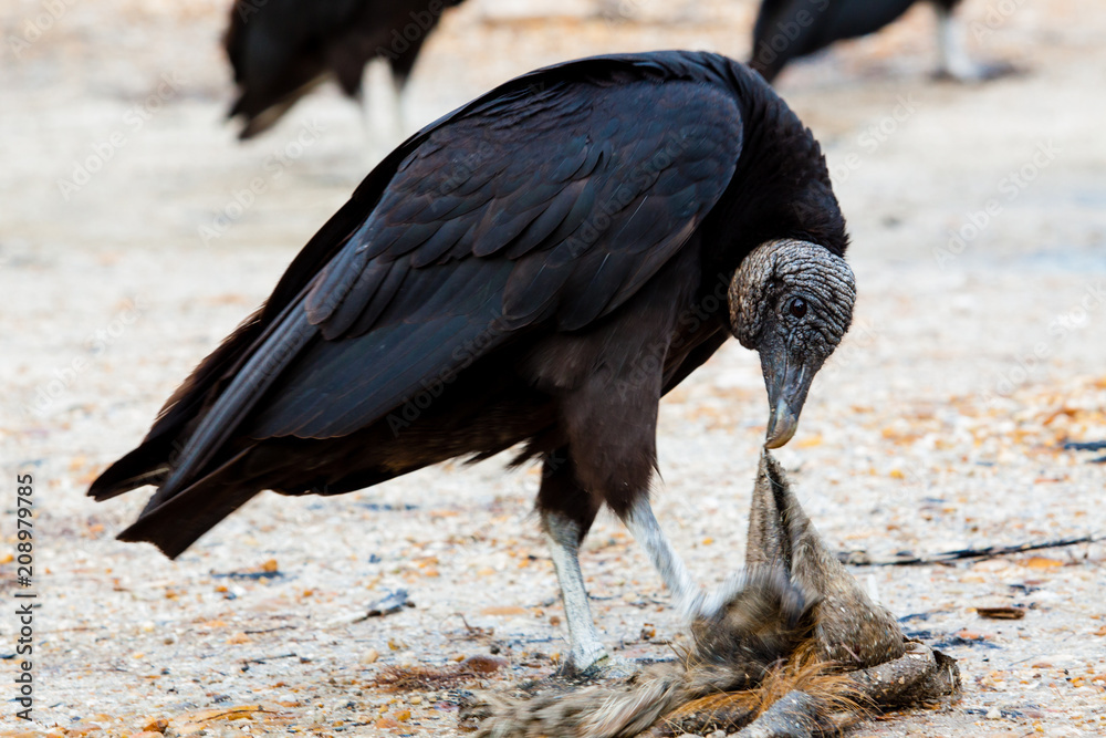 Fototapeta premium Vultures 