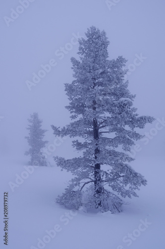 Wallpaper Mural Norefjell / Norway: Iced coniferous tree in the foggy winter landscape in February Torontodigital.ca
