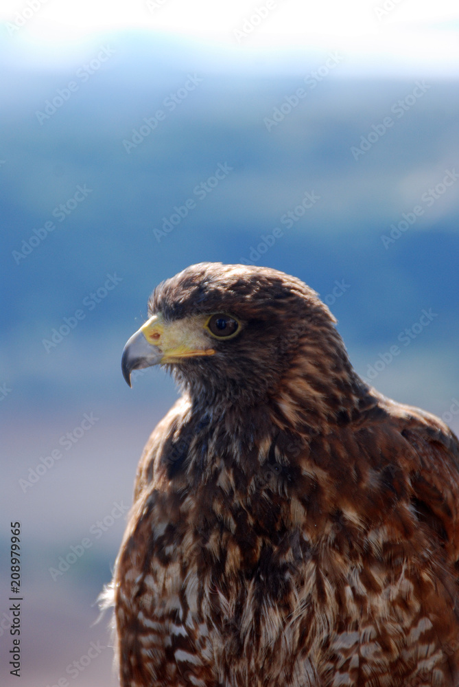 AVES REPACES AVES REPACES