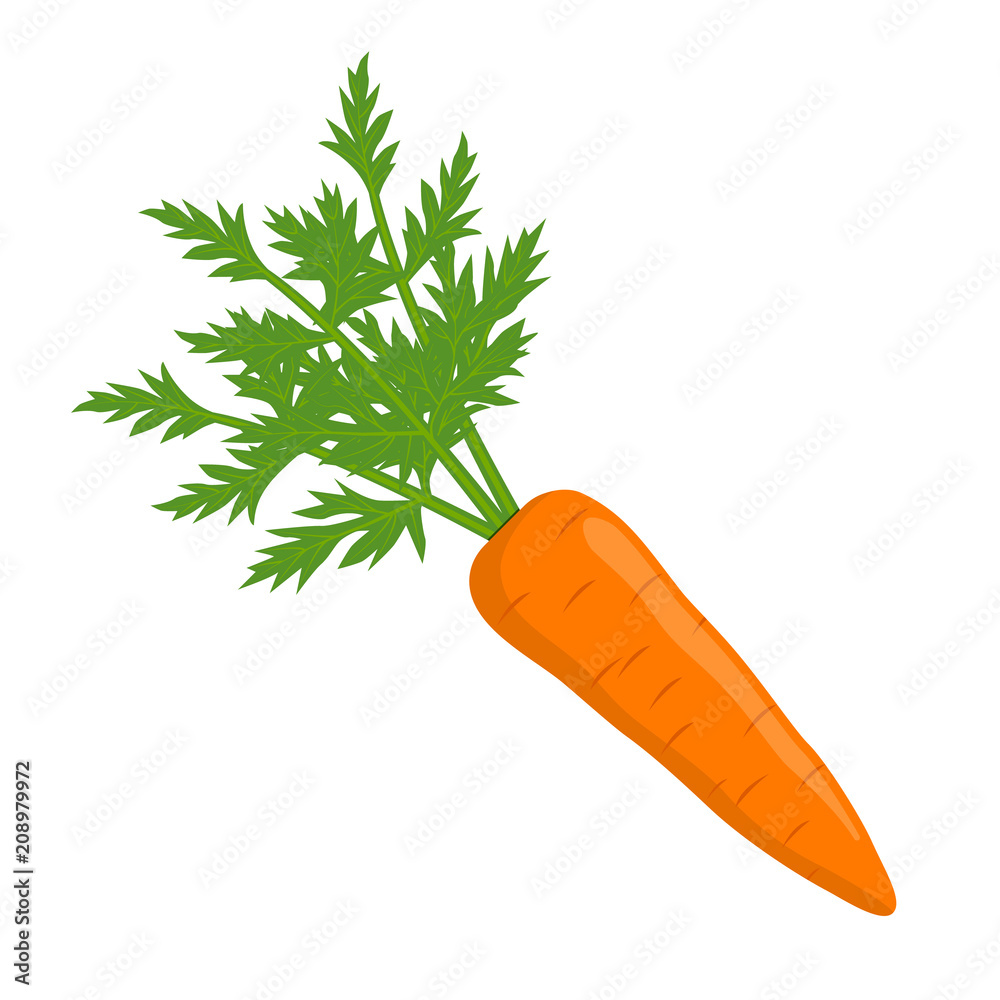 Vector illustration. Isolated carrots with leaves on white background. - obrazy, fototapety, plakaty 