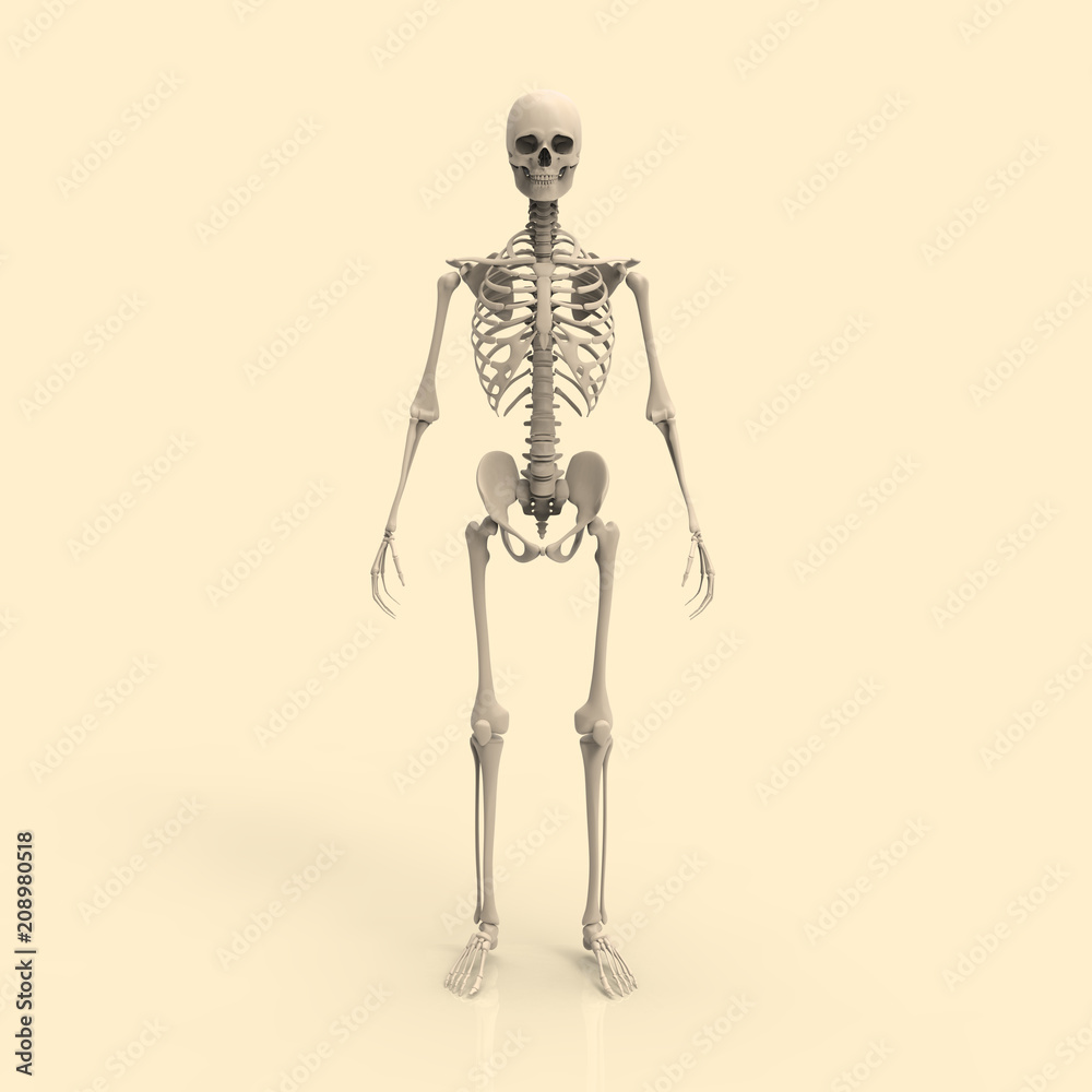 Human Anatomy Skeleton Pastel 3D Render