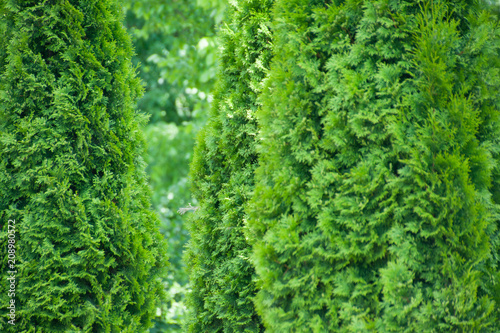 Green background of thuja trees, Russia