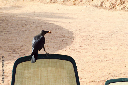 A black beautiful crow with a meal in its mouth sits on a white-and-green woven sun lounger to relax on the beach against a white sandy beach with stone reefs.