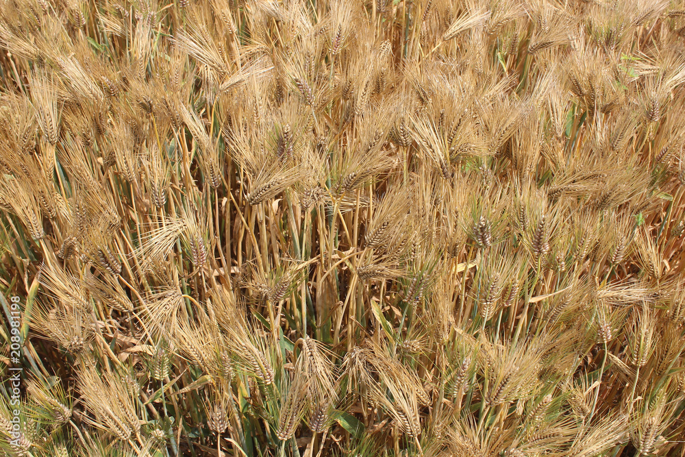 Fototapeta premium 보리