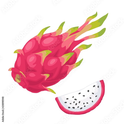 Dragon fruit whole and slice. Vector flat color illustration
