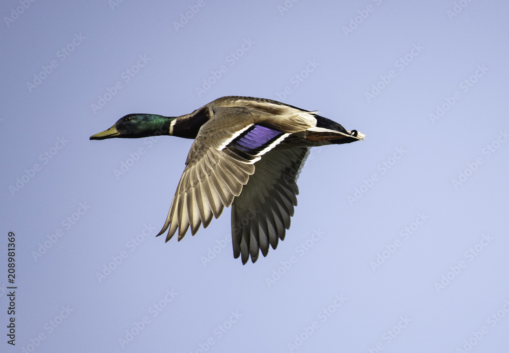 Obraz premium Mallard Duck in Flight