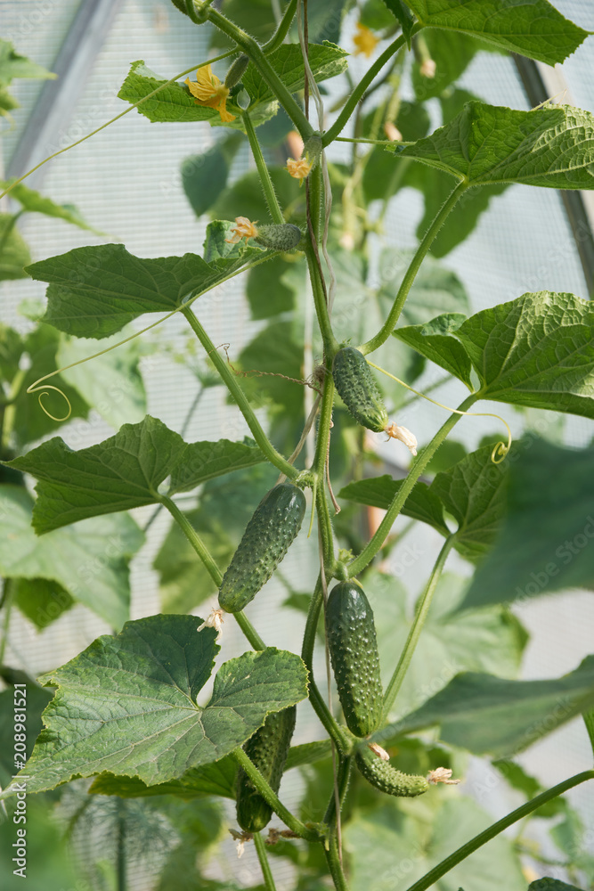 Several cucumber friuts on the vine growing Several cucumber friuts on the vine growing