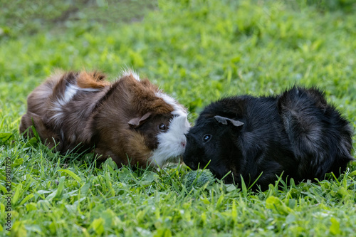Guinea pigs