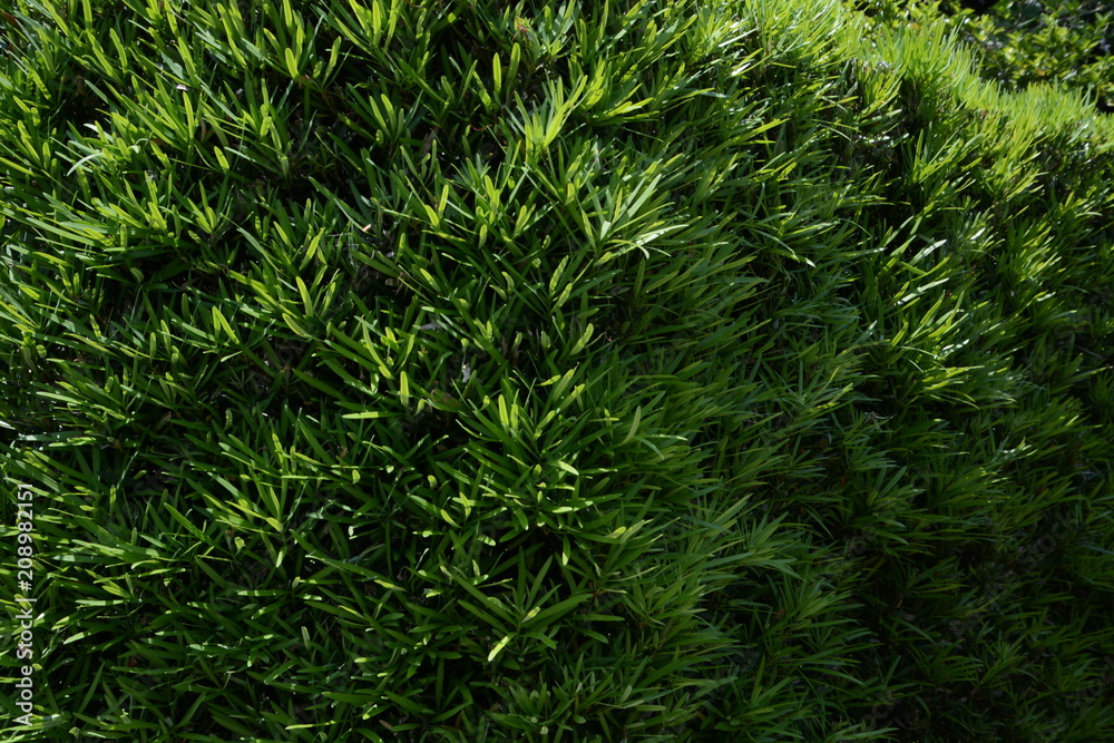 Hedge of the Yew plum pine