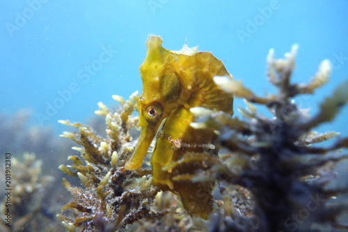 White's Seahorse Hippocampus whitei, White's Seepferdchen in Sydney, Australia