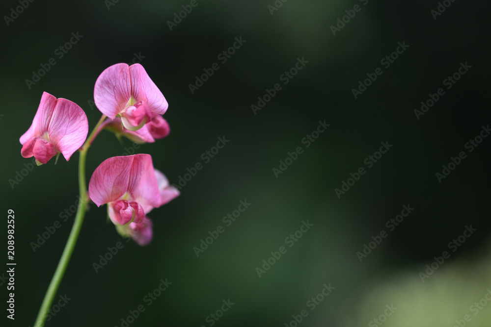 Pink pea flower with a room for text, dark green blurred background. Pink pea flower with a room for text, dark green blurred background.