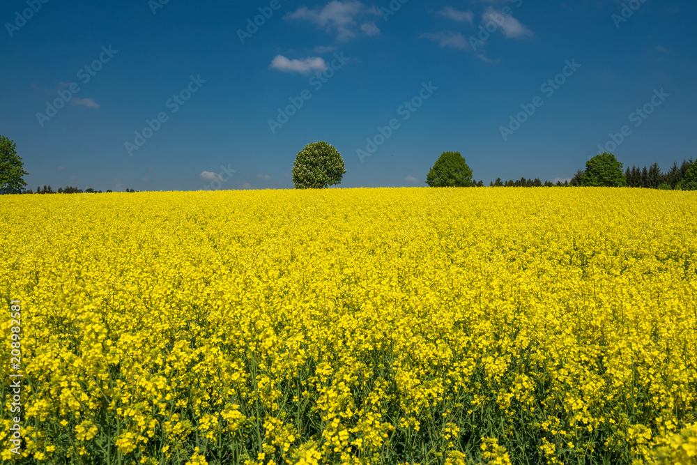 Obraz premium Rapsfeld