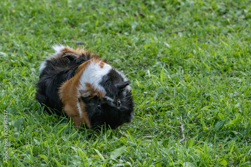 multi colored guinea pig