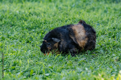 black and brown guinea pig