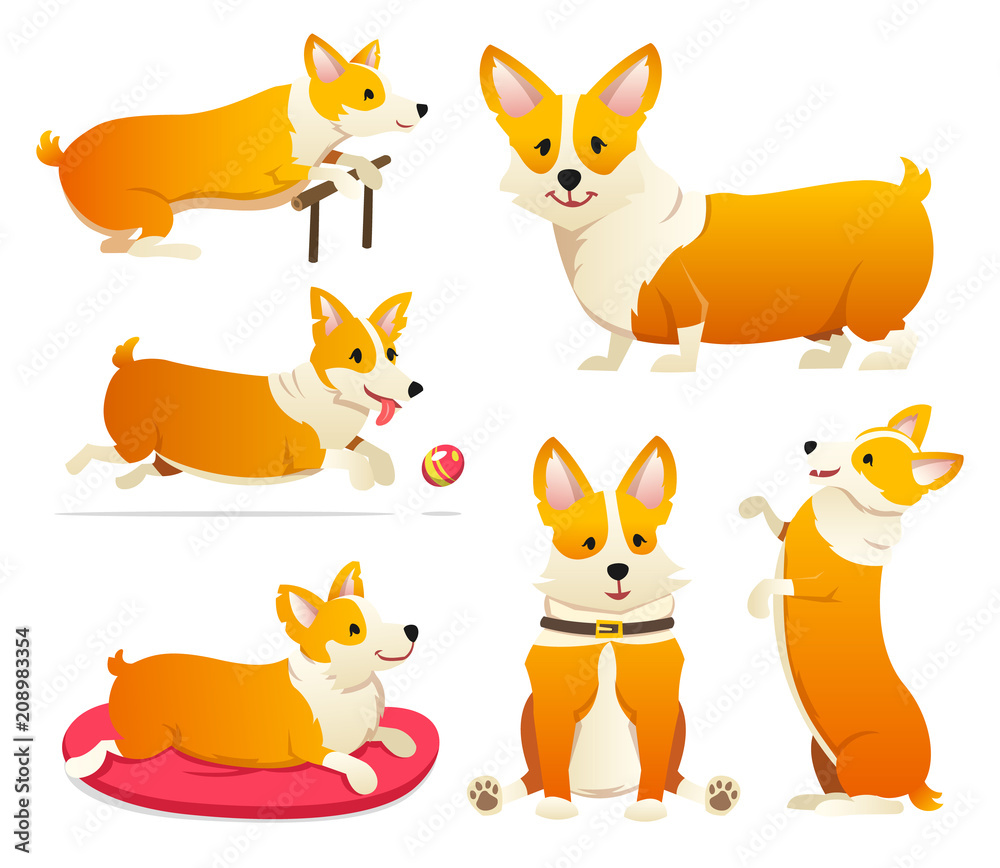 Fototapeta Set of cute dogs breed Welsh Corgi Pembroke on white background. A domestic pet, a happy royal animal for girls. Funny Red haired puppy looks like a fox. Vector illustration.