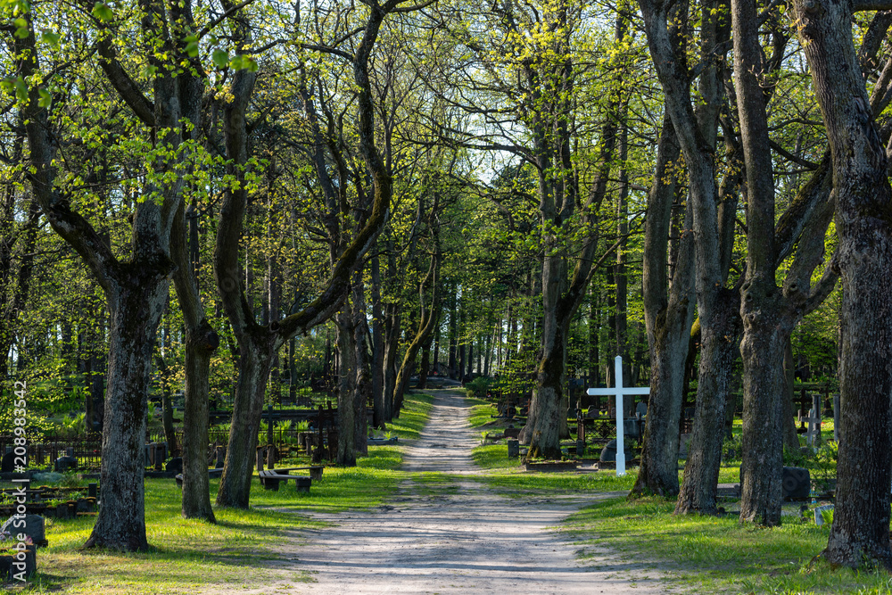 Road leading through the old cemetery, nature looks fresh and green, soothing, relaxing view.