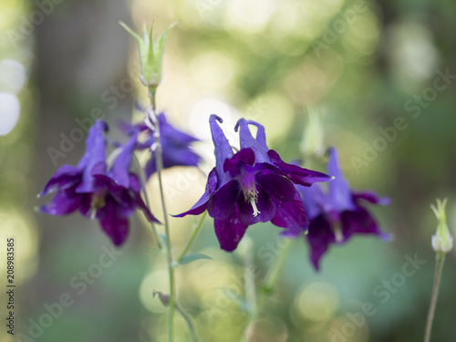 Close up purple Aquilegia Atrata  granny s bonnet or dark columbine flower  selective focus  golden green bokeh background