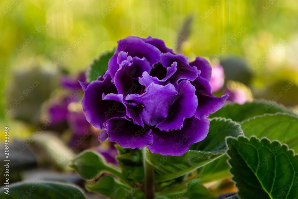 Saintpaulias, commonly known as African violets, beautiful purple specimen Saintpaulias, commonly known as African violets, beautiful purple specimen